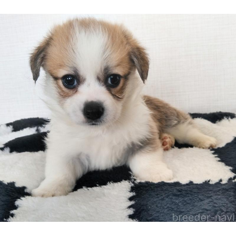 販売中の群馬県のミックス犬-400610の8枚目